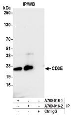 CD3E Antibody in Immunoprecipitation (IP)
