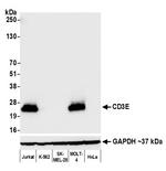 CD3E Antibody in Western Blot (WB)