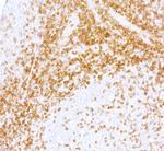 CD247/CD3Z Antibody in Immunohistochemistry (Paraffin) (IHC (P))