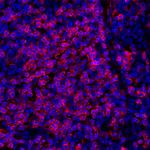 CD247/CD3Z Recombinant Rabbit Monoclonal Antibody (BL-336-1B2)