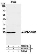 CD247/CD3Z Antibody in Immunoprecipitation (IP)
