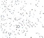 Ki-67 Antibody in Immunocytochemistry (ICC/IF)