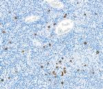 Granzyme B Antibody in Immunohistochemistry (Paraffin) (IHC (P))