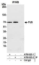 FUS Antibody in Immunoprecipitation (IP)