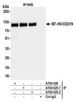 B7-H3/CD276 Antibody in Immunoprecipitation (IP)