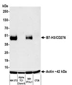 B7-H3/CD276 Antibody in Western Blot (WB)
