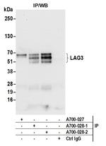 LAG3 Antibody in Immunoprecipitation (IP)