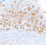 IDO1 Antibody in Immunohistochemistry (Paraffin) (IHC (P))