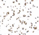 CEACAM1 Recombinant Rabbit Monoclonal Antibody (BLR032F)