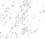 TIM3 Recombinant Rabbit Monoclonal Antibody (BLR033F)