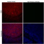 TIM3 Antibody in Immunohistochemistry (Paraffin) (IHC (P))