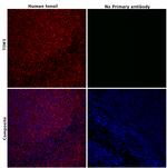 TIM3 Antibody in Immunohistochemistry (Paraffin) (IHC (P))