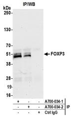 FOXP3 Antibody in Immunoprecipitation (IP)