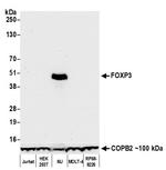 FOXP3 Antibody in Western Blot (WB)