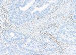 VISTA Antibody in Immunohistochemistry (Paraffin) (IHC (P))