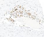 IRF1 Antibody in Immunohistochemistry (Paraffin) (IHC (P))