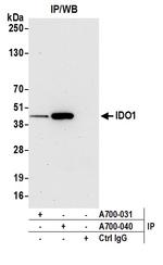 IDO1 Antibody in Immunoprecipitation (IP)