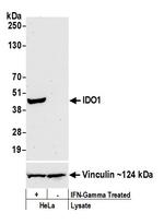 IDO1 Antibody in Western Blot (WB)
