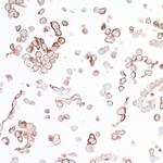 B7-H4 Recombinant Rabbit Monoclonal Antibody (BLR043F)