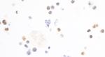 c-Maf Recombinant Rabbit Monoclonal Antibody (BLR045F)