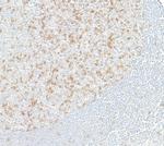 TIGIT Antibody in Immunohistochemistry (Paraffin) (IHC (P))