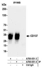 CD137 Antibody in Immunoprecipitation (IP)