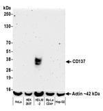 CD137 Antibody in Western Blot (WB)