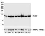 Rad21 Recombinant Rabbit Monoclonal Antibody (BLR052F)