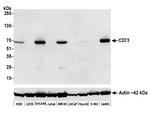 CD73 Antibody in Western Blot (WB)