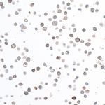 CD40 Antibody in Immunocytochemistry (ICC/IF)