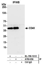 CD40 Antibody in Immunoprecipitation (IP)
