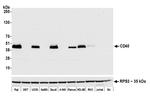 CD40 Antibody in Western Blot (WB)