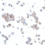 beta Actin Antibody in Immunocytochemistry (ICC/IF)