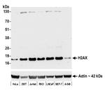 H2AX Antibody in Western Blot (WB)