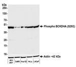 Phospho-BCKDHA (Ser292) Recombinant Rabbit Monoclonal Antibody (BLR060F)
