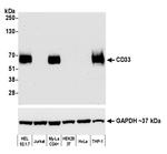 CD33 Antibody in Western Blot (WB)