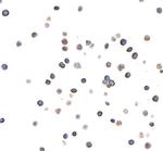 CD96 Antibody in Immunocytochemistry (ICC/IF)