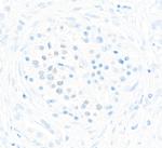 MafA Antibody in Immunohistochemistry (Paraffin) (IHC (P))