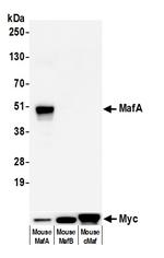 MafA Antibody in Western Blot (WB)