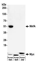 MafA Antibody in Western Blot (WB)