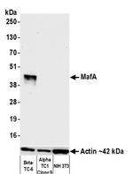 MafA Antibody in Western Blot (WB)