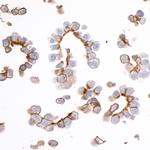 EpCAM Recombinant Rabbit Monoclonal Antibody (BLR077G)