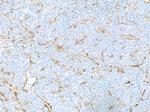 alpha Smooth Muscle Actin Antibody in Immunohistochemistry (Paraffin) (IHC (P))