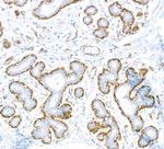 alpha Smooth Muscle Actin Antibody in Immunohistochemistry (Paraffin) (IHC (P))