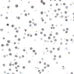 CD27 Antibody in Immunocytochemistry (ICC/IF)