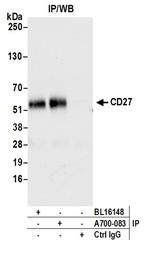 CD27 Antibody in Immunoprecipitation (IP)