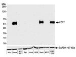 CD27 Antibody in Western Blot (WB)