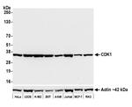 CDK1 Antibody in Western Blot (WB)