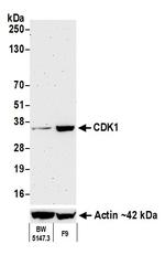 CDK1 Antibody in Western Blot (WB)