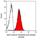 beta Catenin Antibody in Flow Cytometry (Flow)